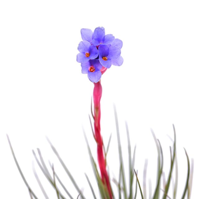 Tillandsia tenuifolia