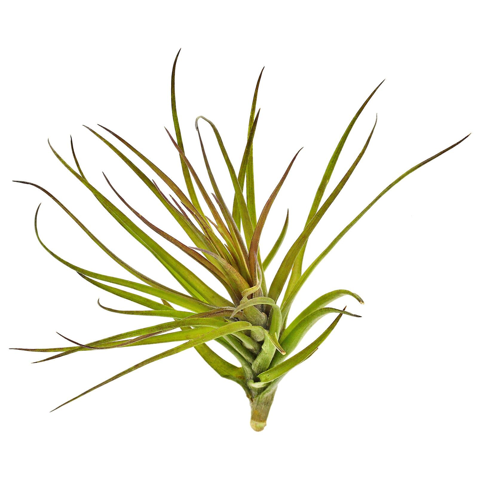 Tillandsia tenuifolia "Rubra"
