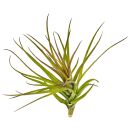 Tillandsia tenuifolia "Rubra"
