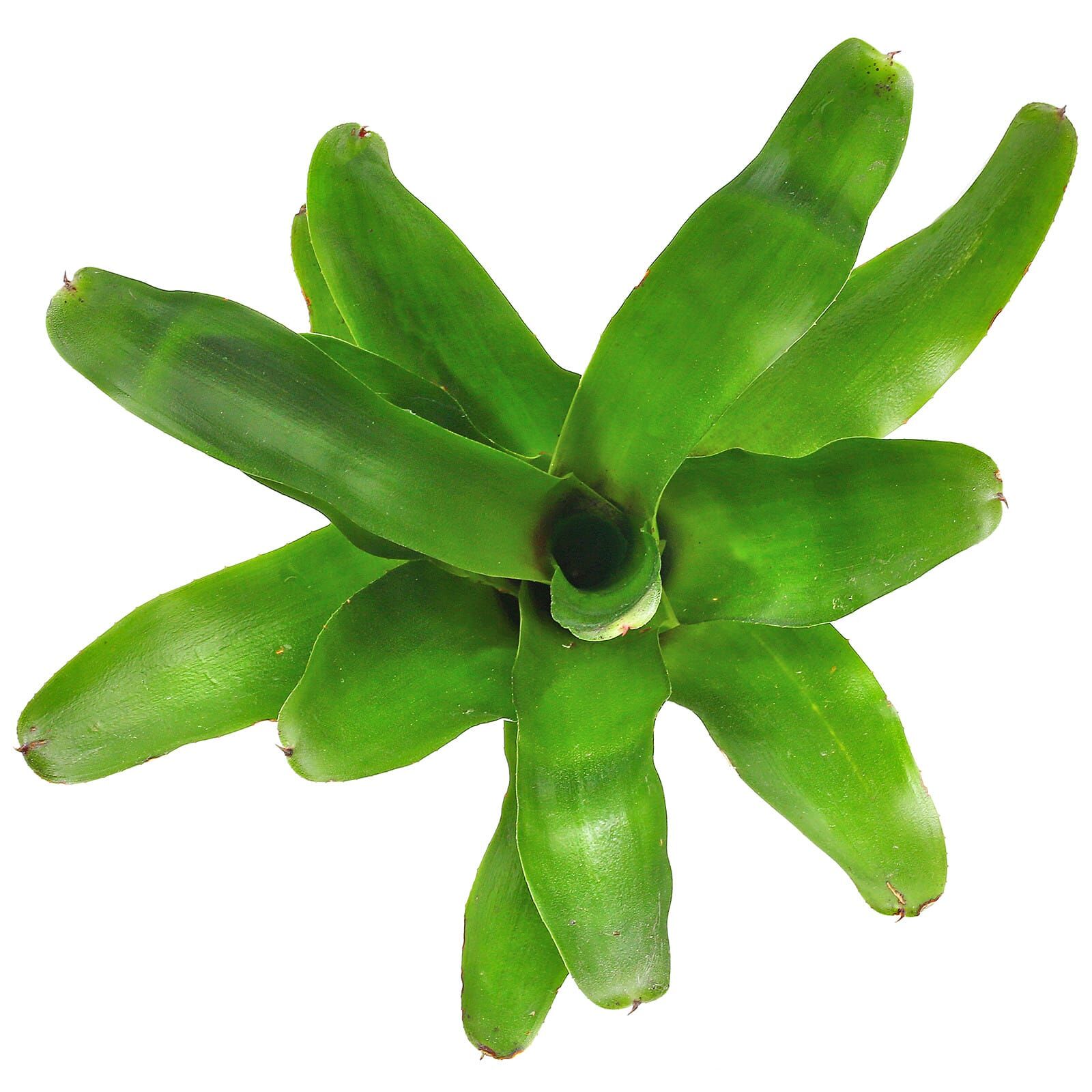 Neoregelia 'Cassiopea'