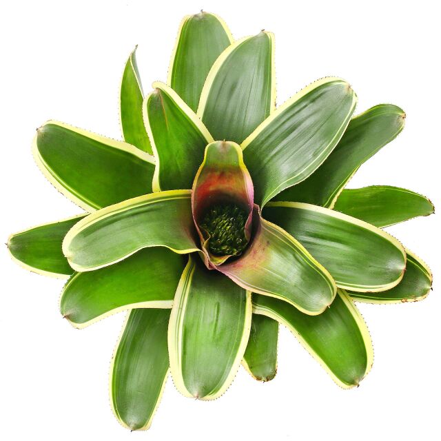 Neoregelia concentrica 'Albomarginata'