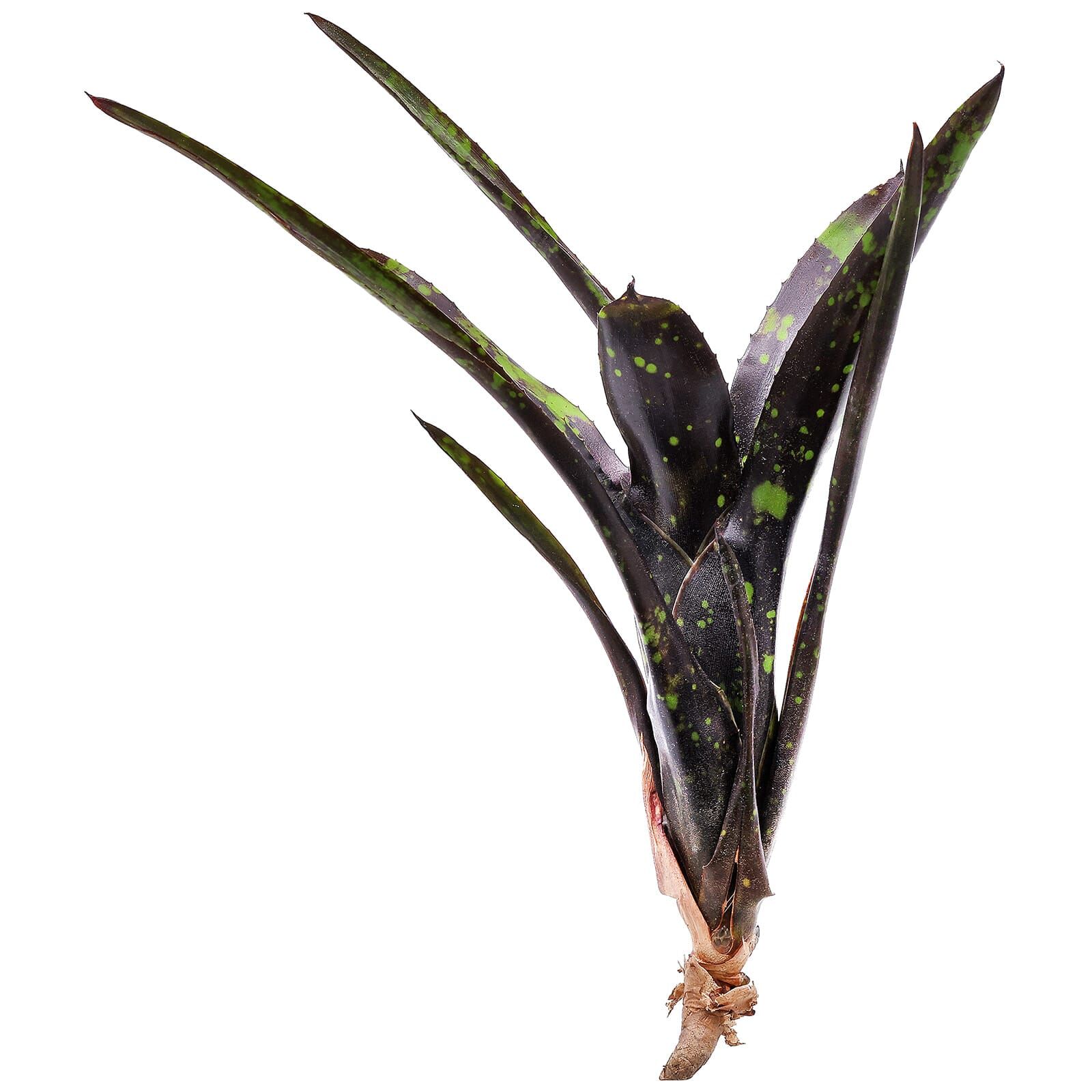 Neoregelia 'Domino' - Single plant | Aquasabi - Aquascaping Shop