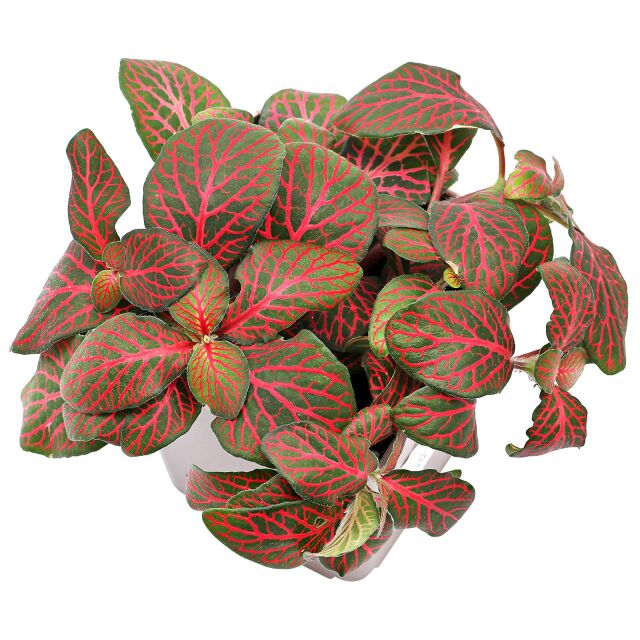 Fittonia albivenis "Red"