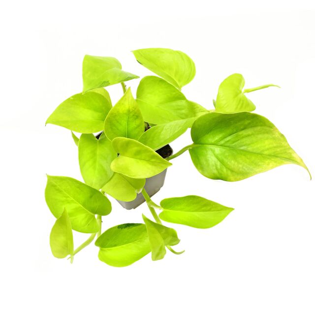 Epipremnum aureum 'Neon'