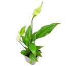 Spathiphyllum wallisii - Pot L