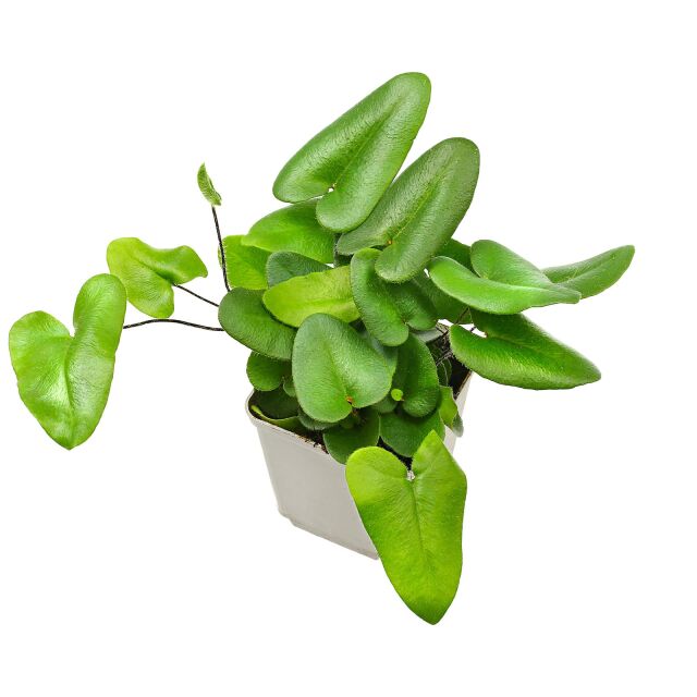 Acorus Gramineus Variegatus – Variegated Aquarium & Pond Plant, Height 80-120cm
