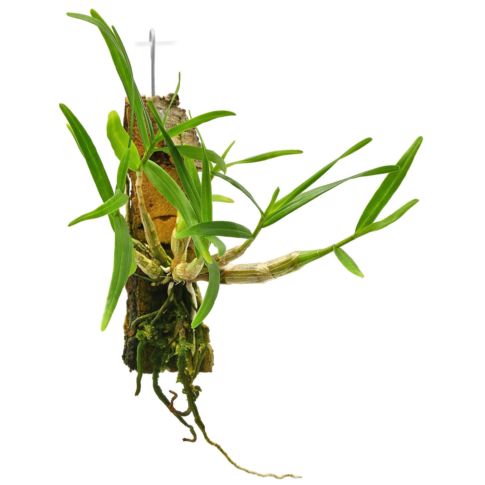 Dendrobium hancockii