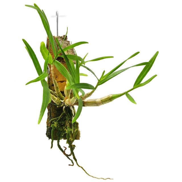 Dendrobium hancockii