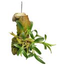 Dendrobium kingianum