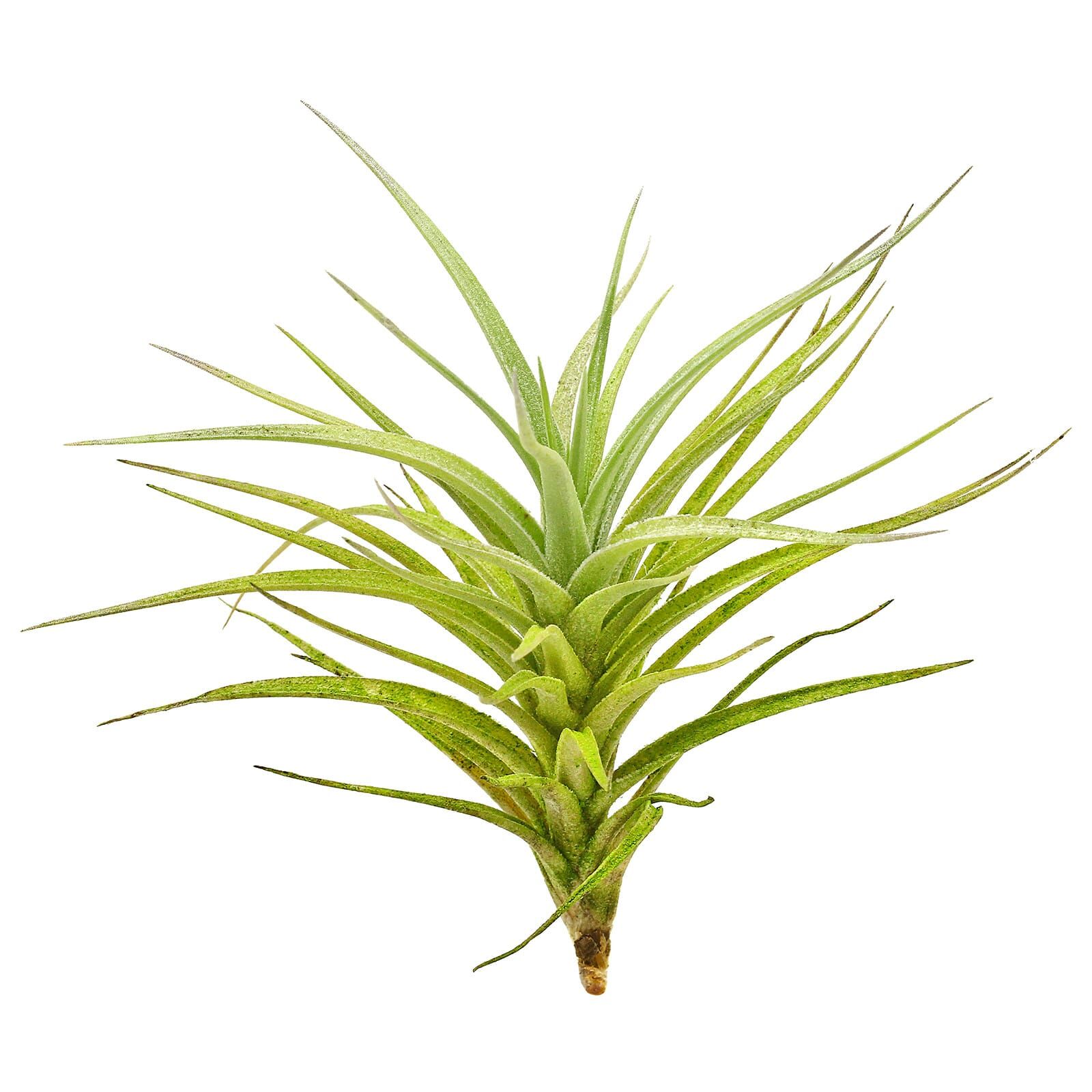 Tillandsia aeranthos | Aquasabi - Aquascaping Shop