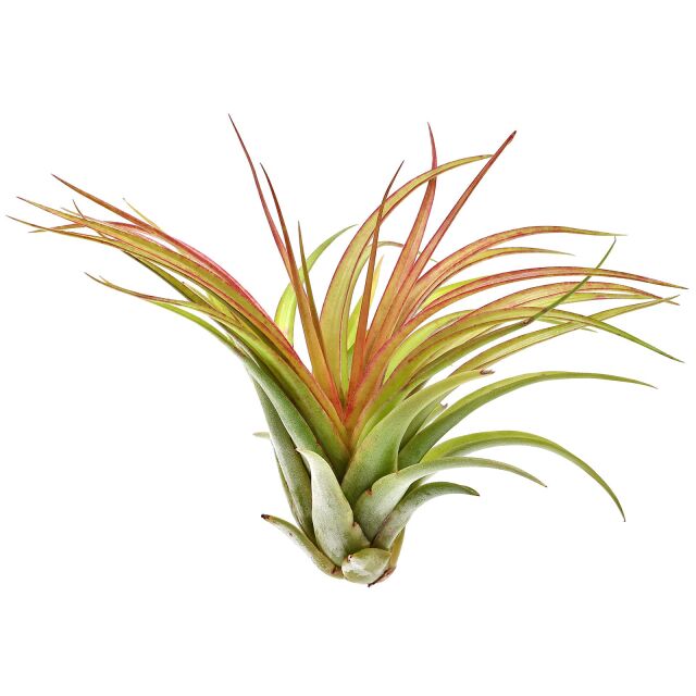 Tillandsia brachycaulos &quot;abdida&quot;