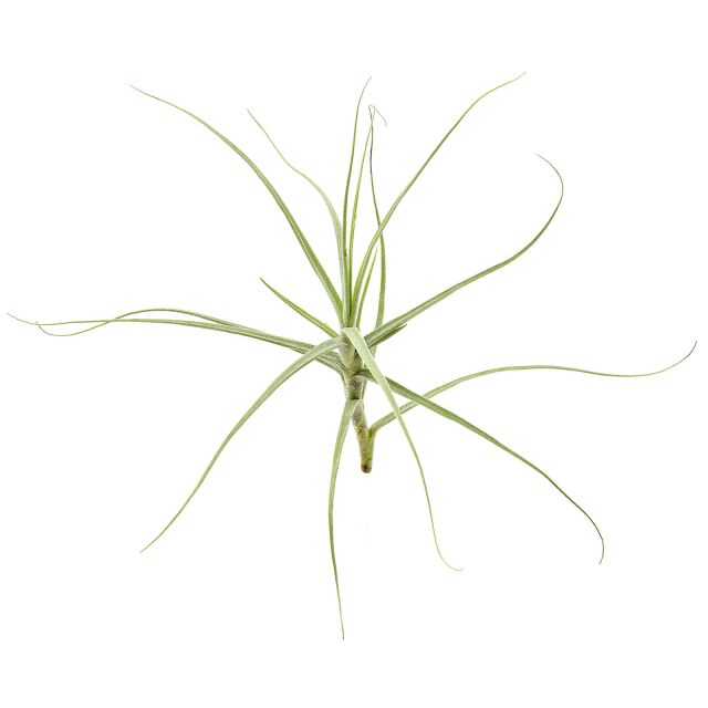Tillandsia caerulea "Major"