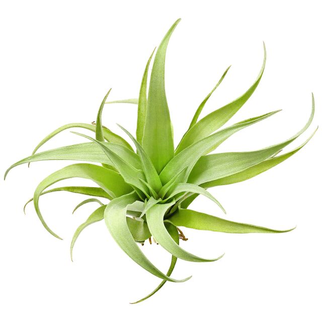 Tillandsia capitata "Duda"