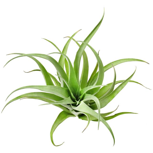 Tillandsia capitata &quot;Duda&quot;