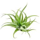 Tillandsia capitata "Duda" - Single plant - L