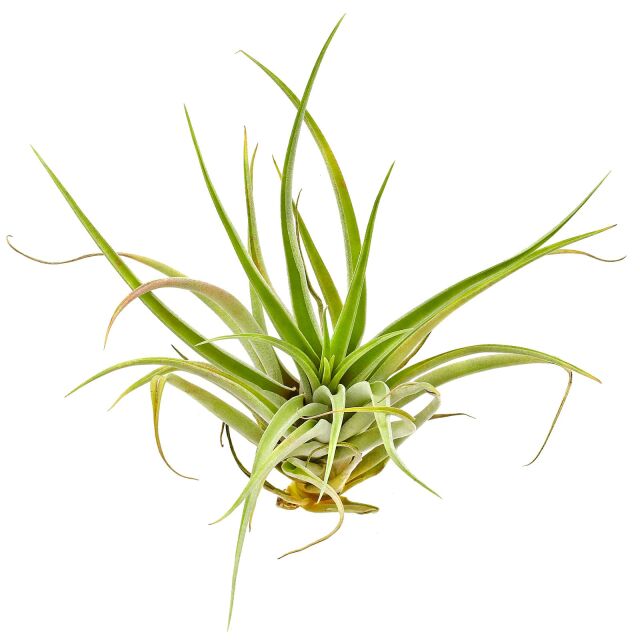 Tillandsia capitata "Peach"