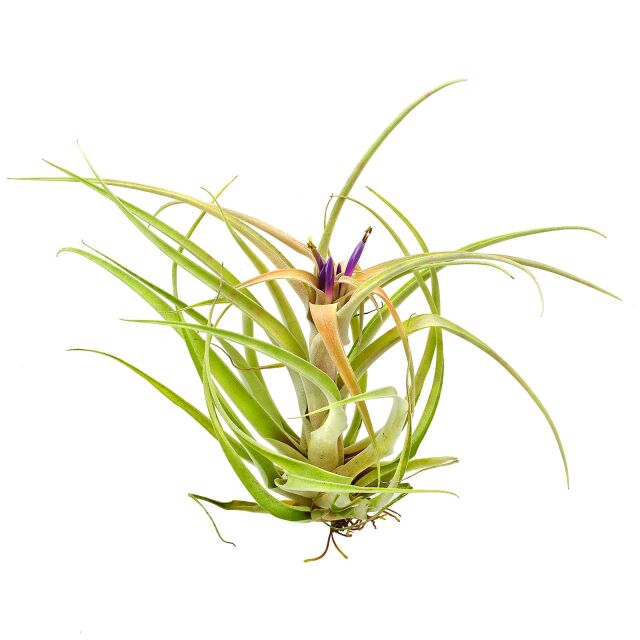 Tillandsia capitata "Peach"