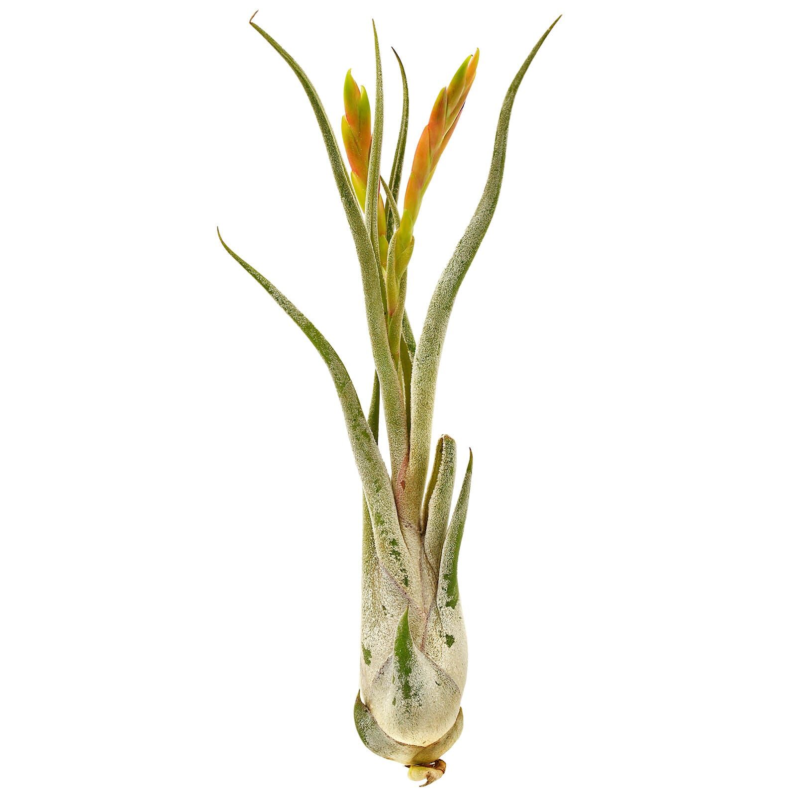 Tillandsia caput-medusae