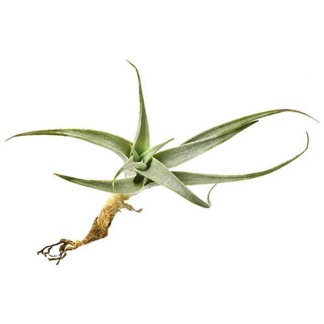 Tillandsia edithae