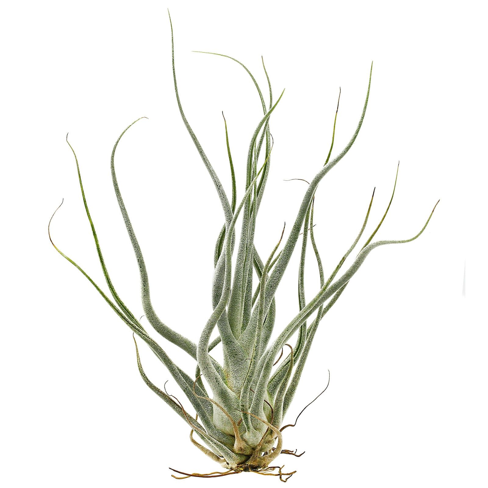 Tillandsia seleriana &quot;Ehlersiana&quot;