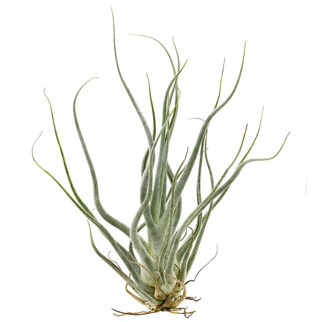 Tillandsia seleriana &quot;Ehlersiana&quot;