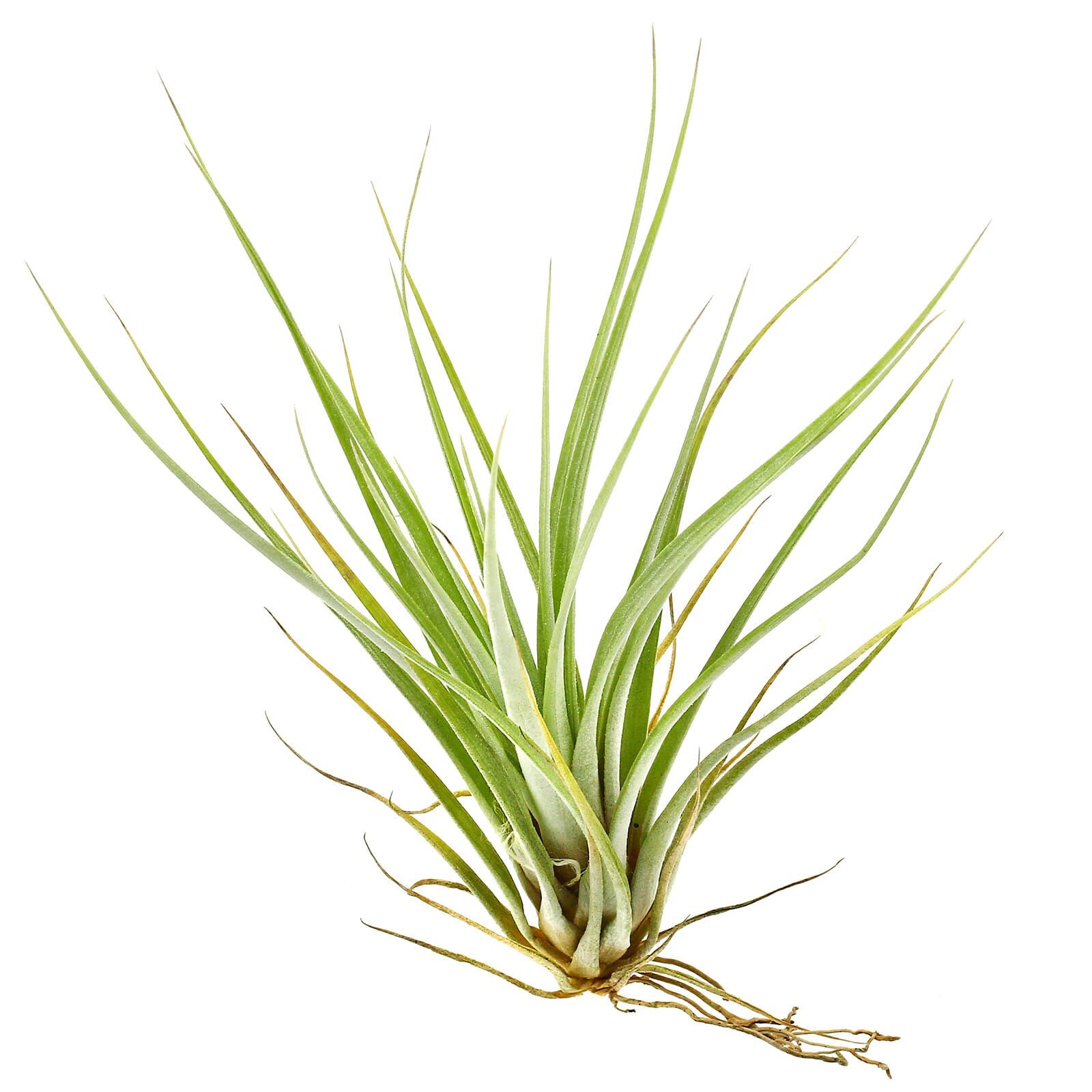Tillandsia fasciculata | Aquasabi - Aquascaping Shop