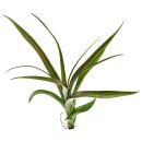 Tillandsia flabellata Dark Leaf Spirit - Single plant - M