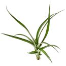 Tillandsia flabellata Dark Leaf Spirit - Single plant - L
