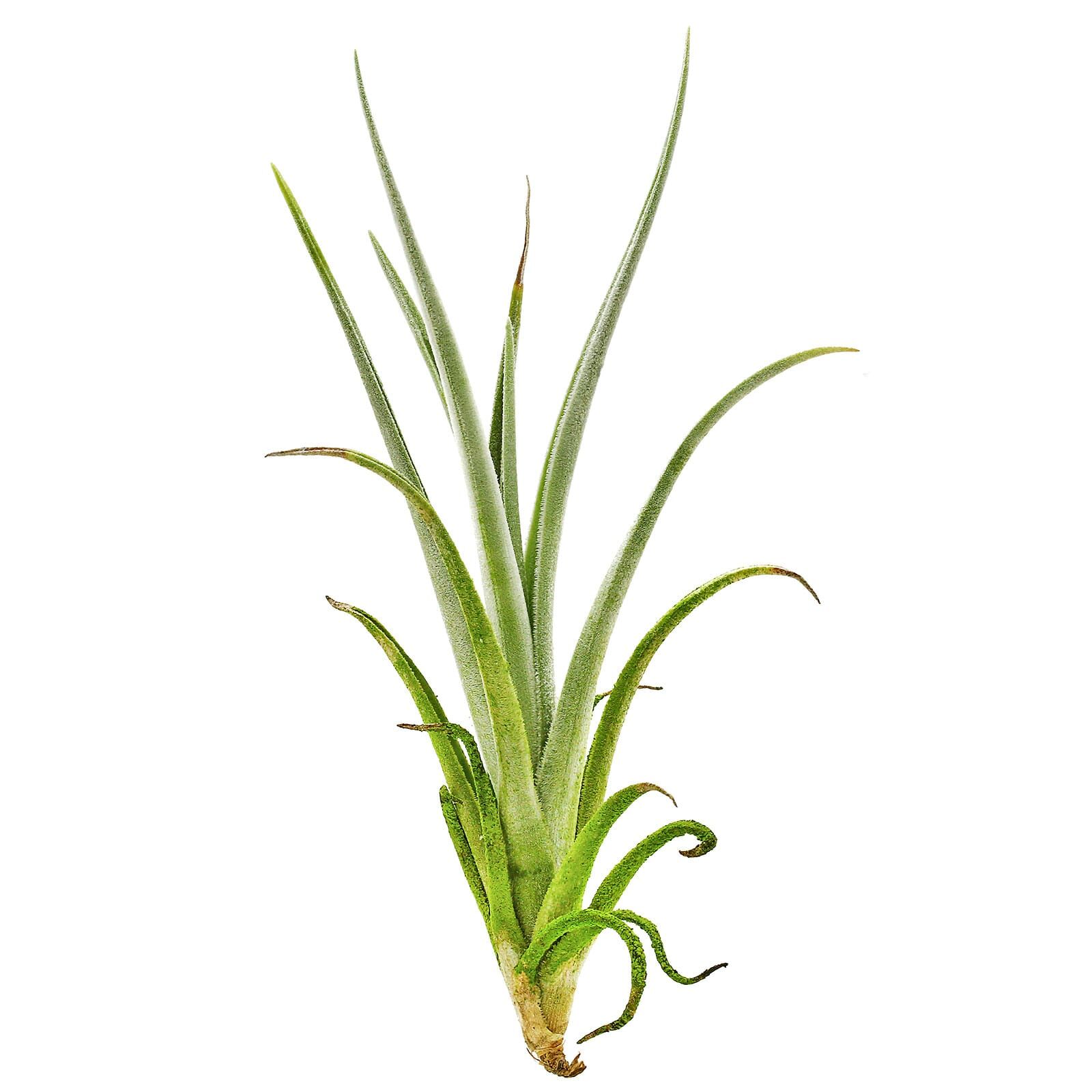Tillandsia fresnilloensis | Aquasabi - Aquascaping Shop