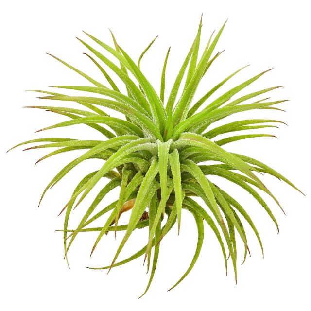 Tillandsia ionantha "Huamelula"