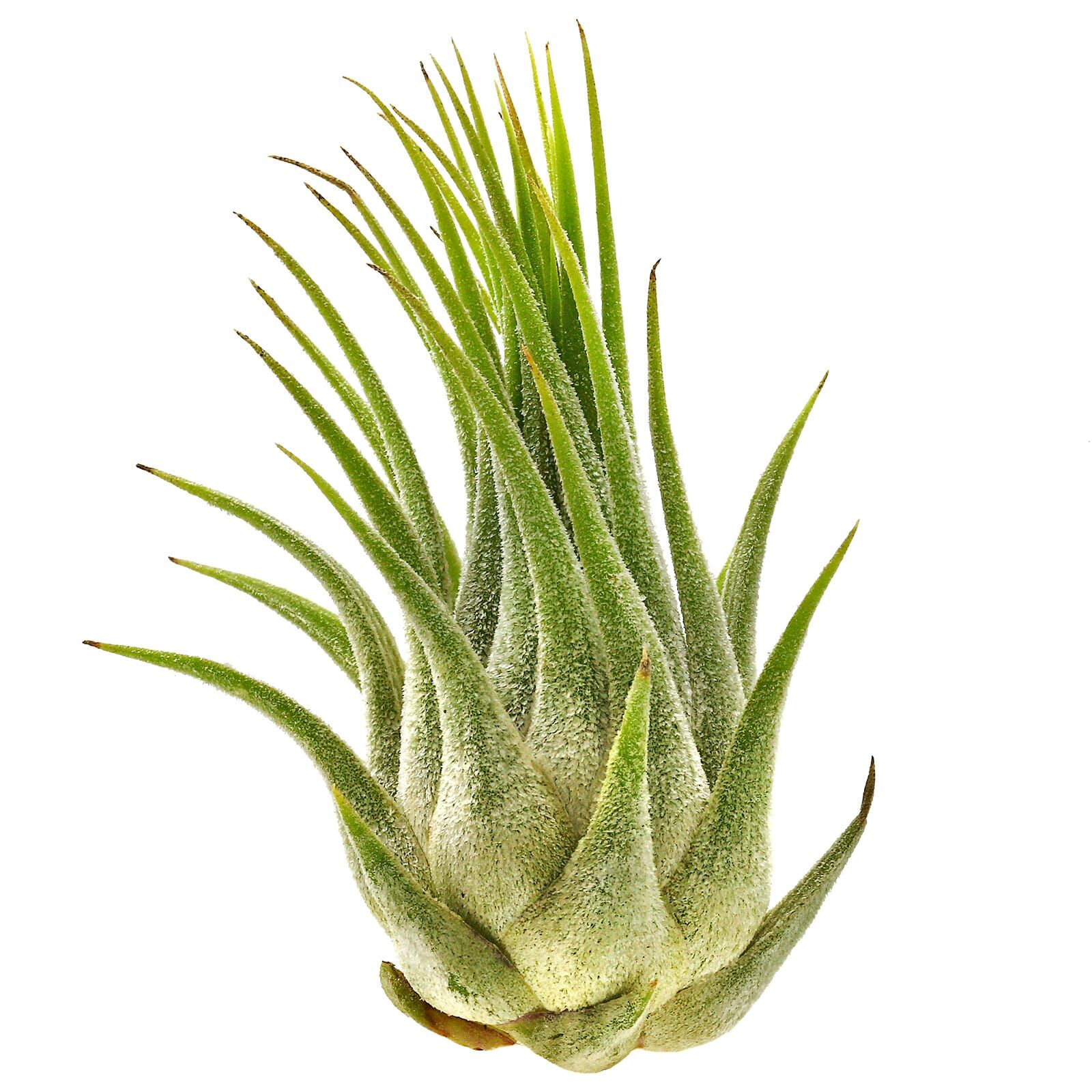 Tillandsia ionantha var. ionantha - Single plant - L | Aquasabi