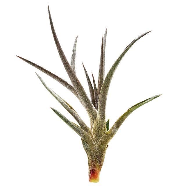 Tillandsia jonesii