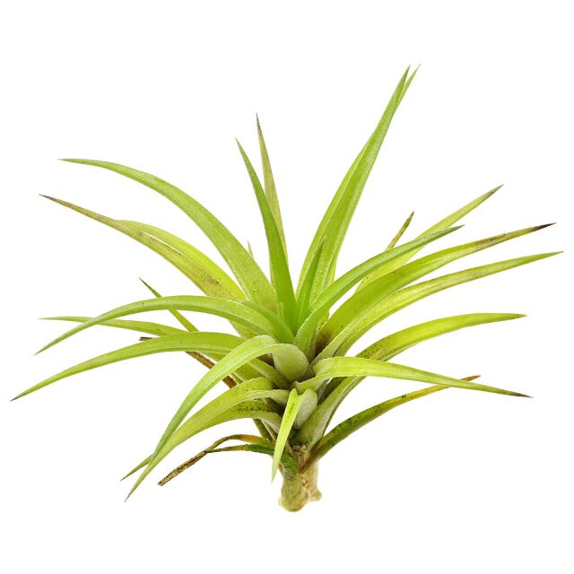 Tillandsia neglecta