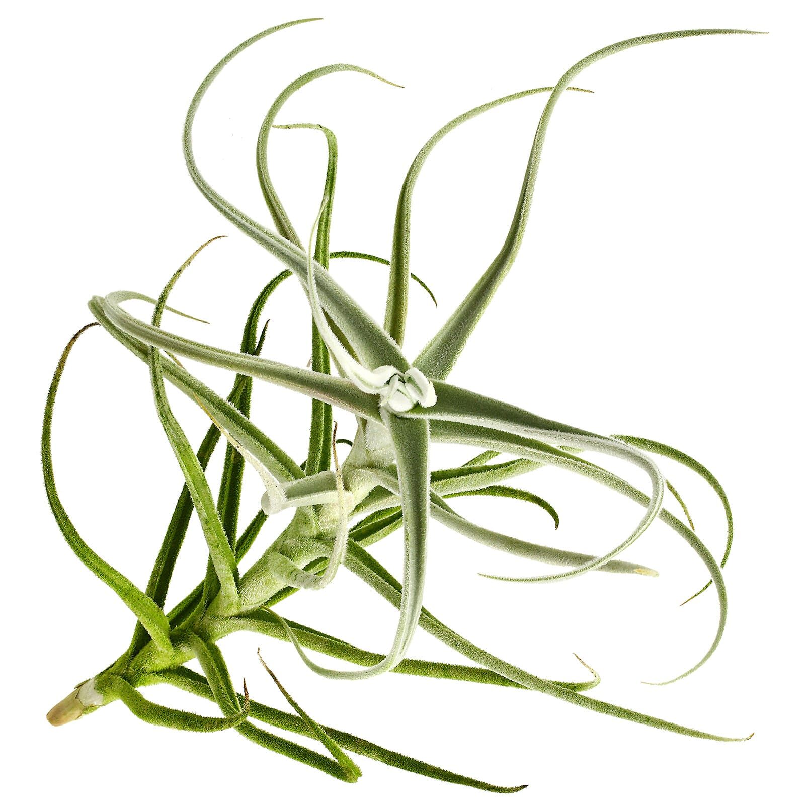 Tillandsia paleacea - Single plant - M | Aquasabi - Aquascaping Shop