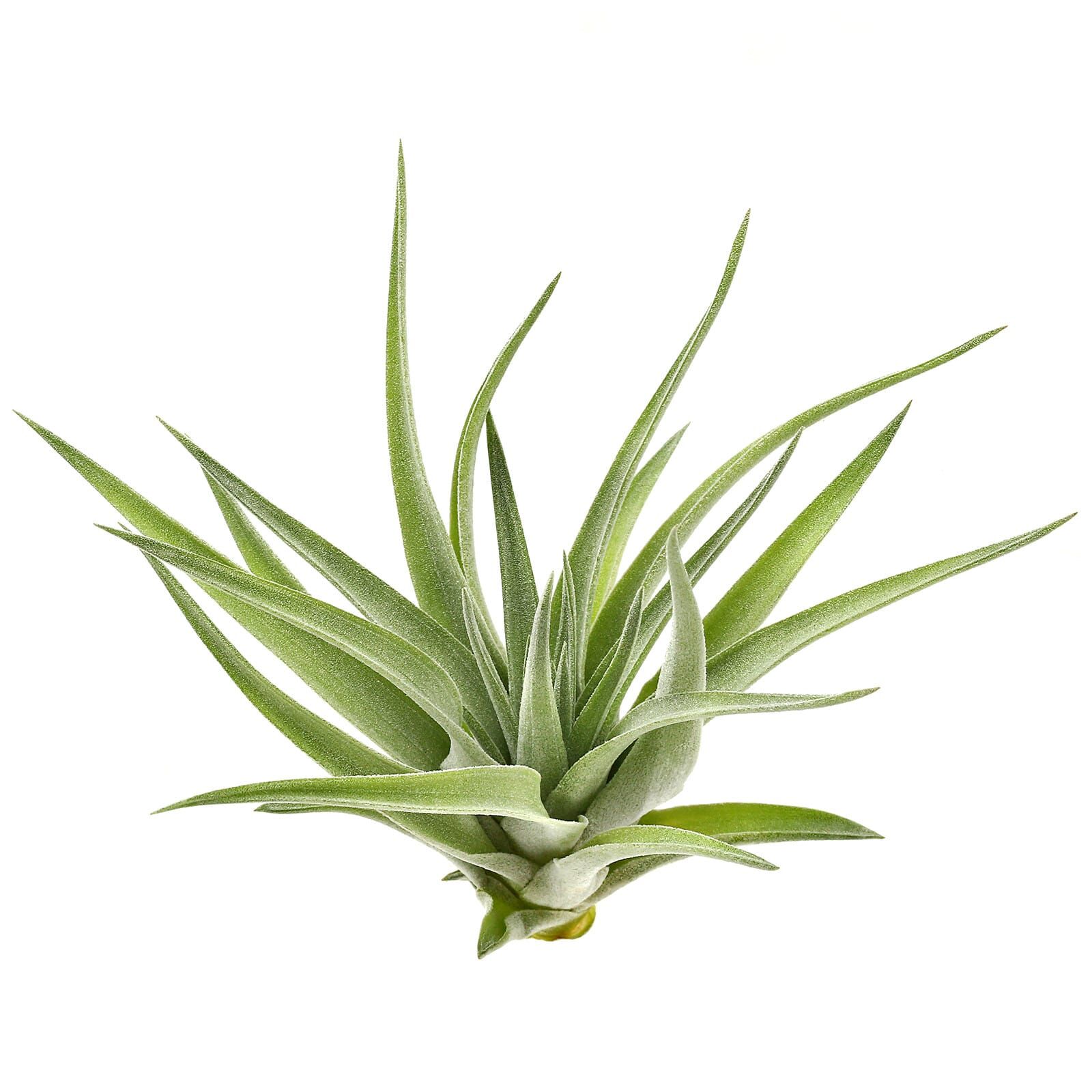 Tillandsia plagiotropica | Aquasabi - Aquascaping Shop