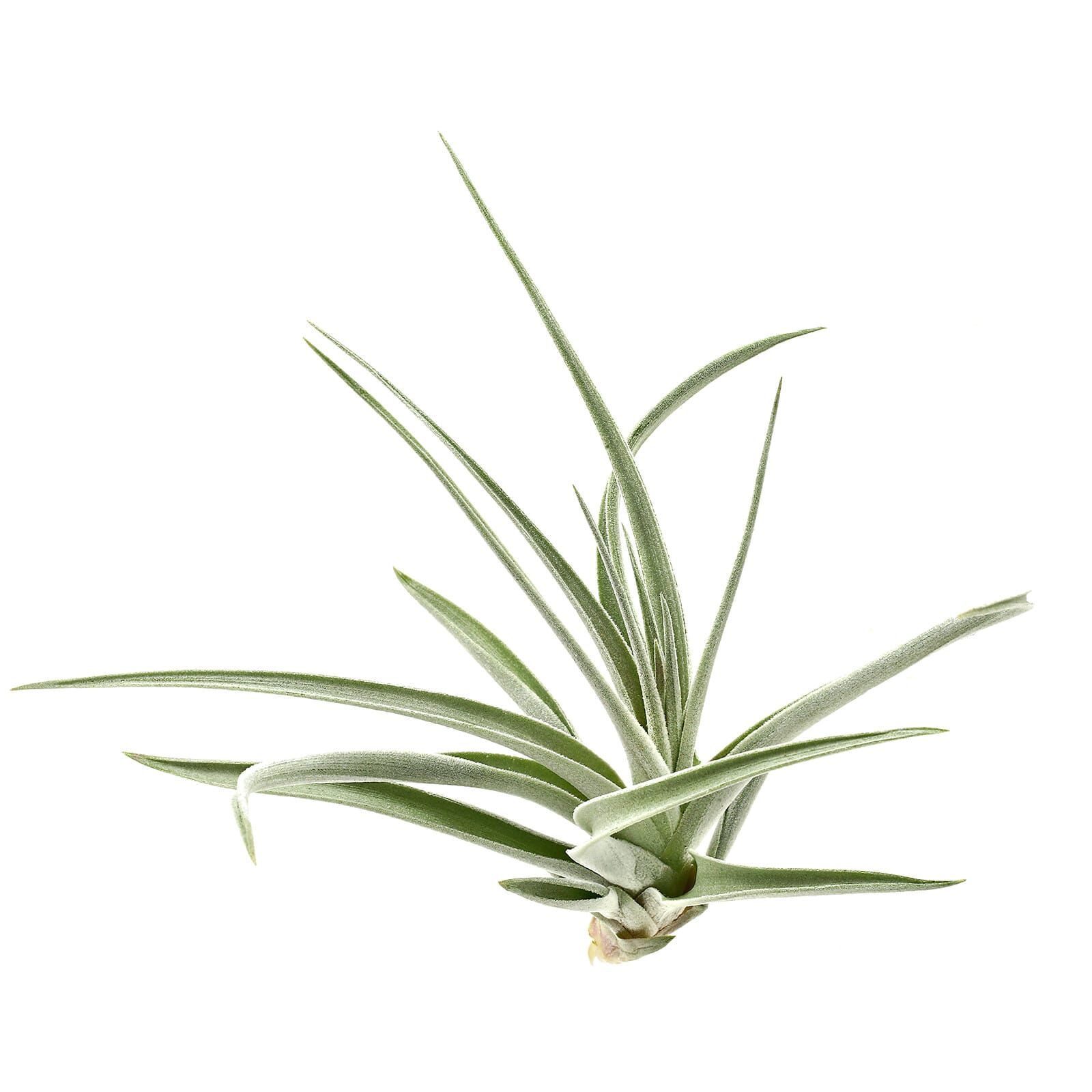 Tillandsia pohliana - Single plant - M | Aquasabi - Aquascaping Shop
