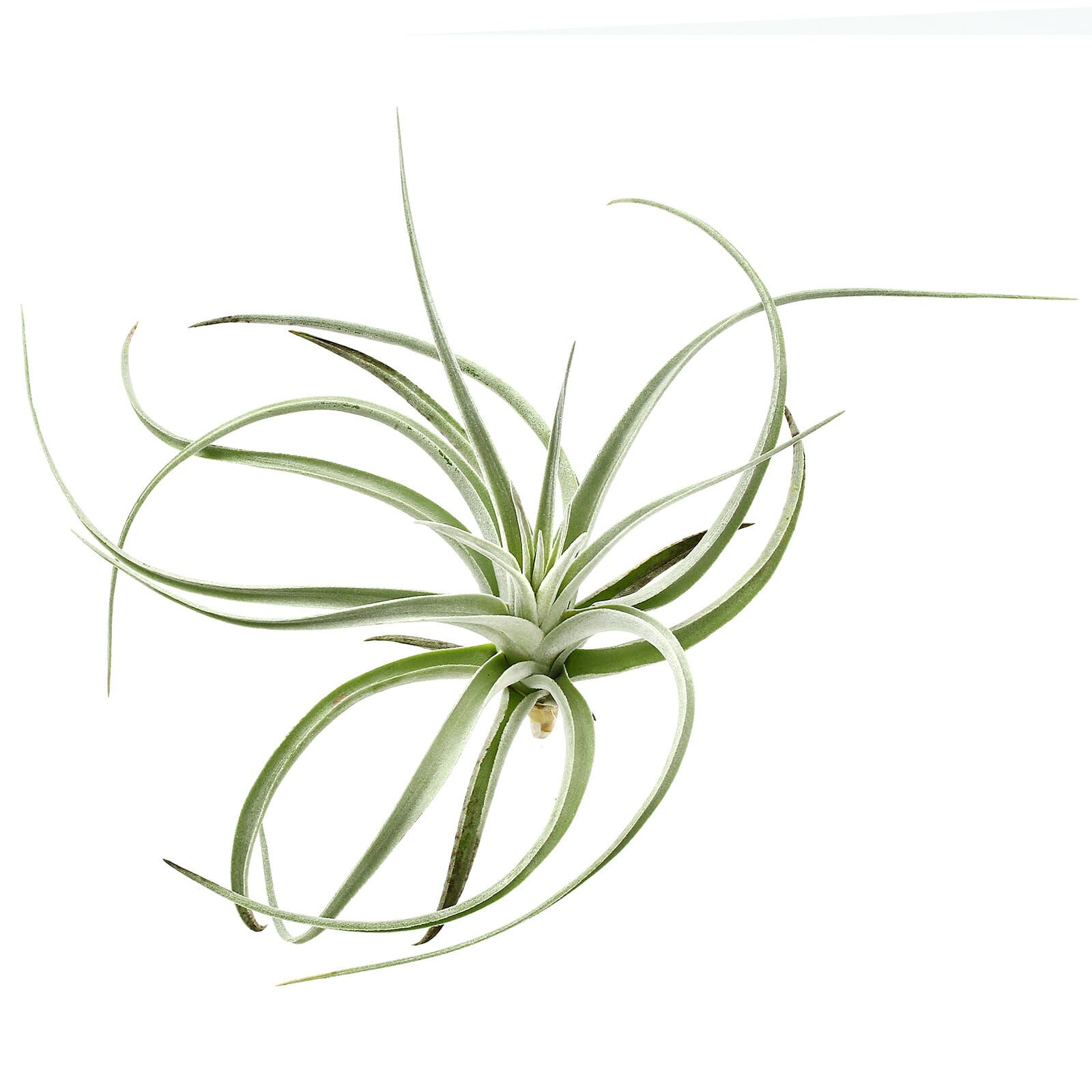 Tillandsia pohliana | Aquasabi - Aquascaping Shop