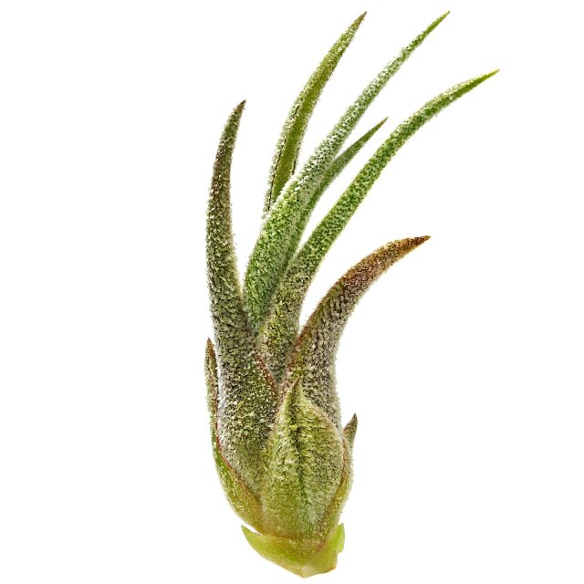 Tillandsia pruinosa