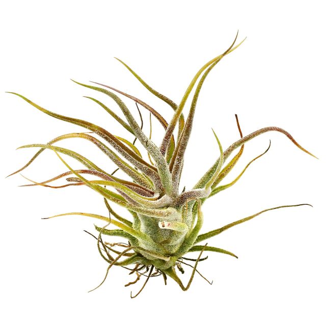 Tillandsia pruinosa