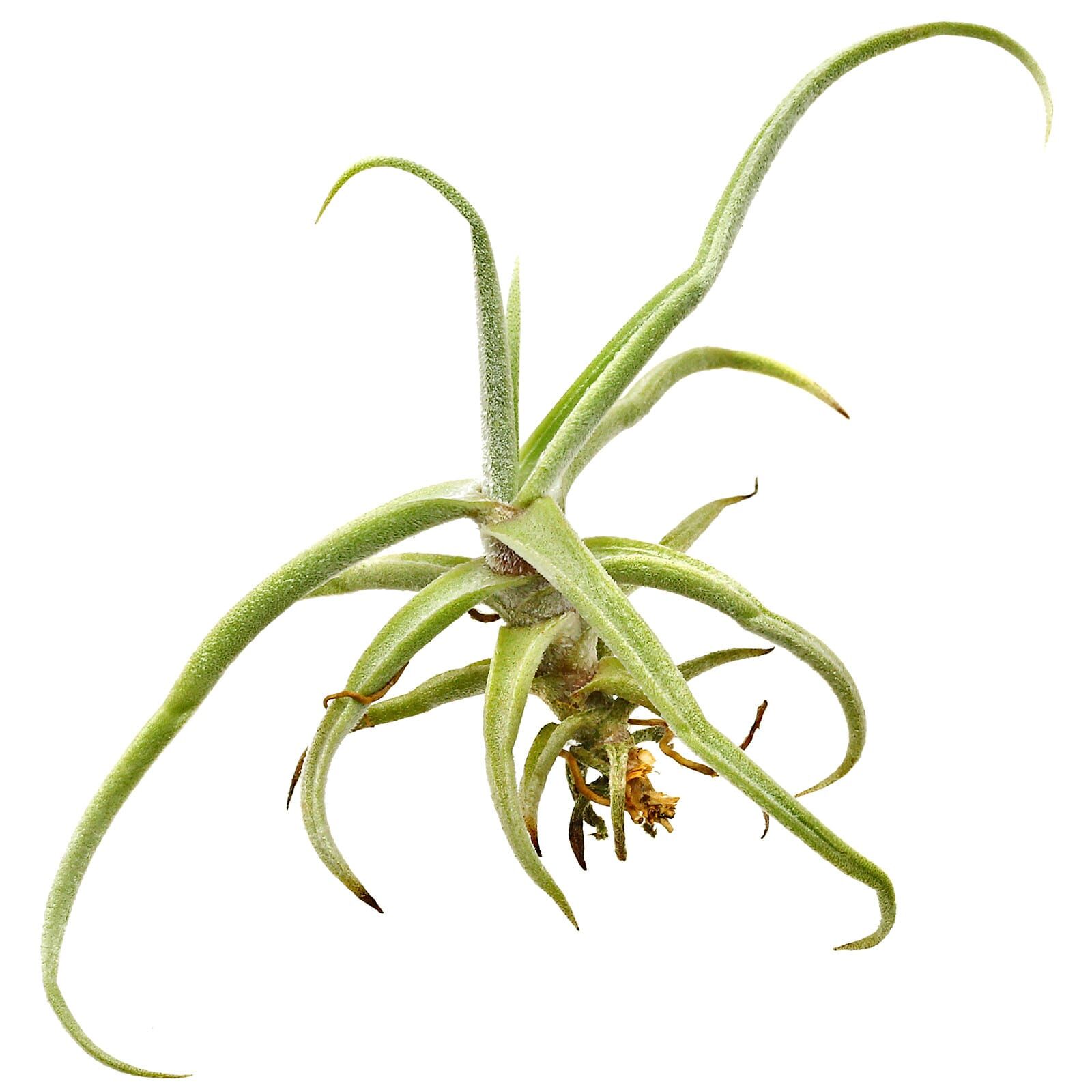 tillandsia-reichenbachii-