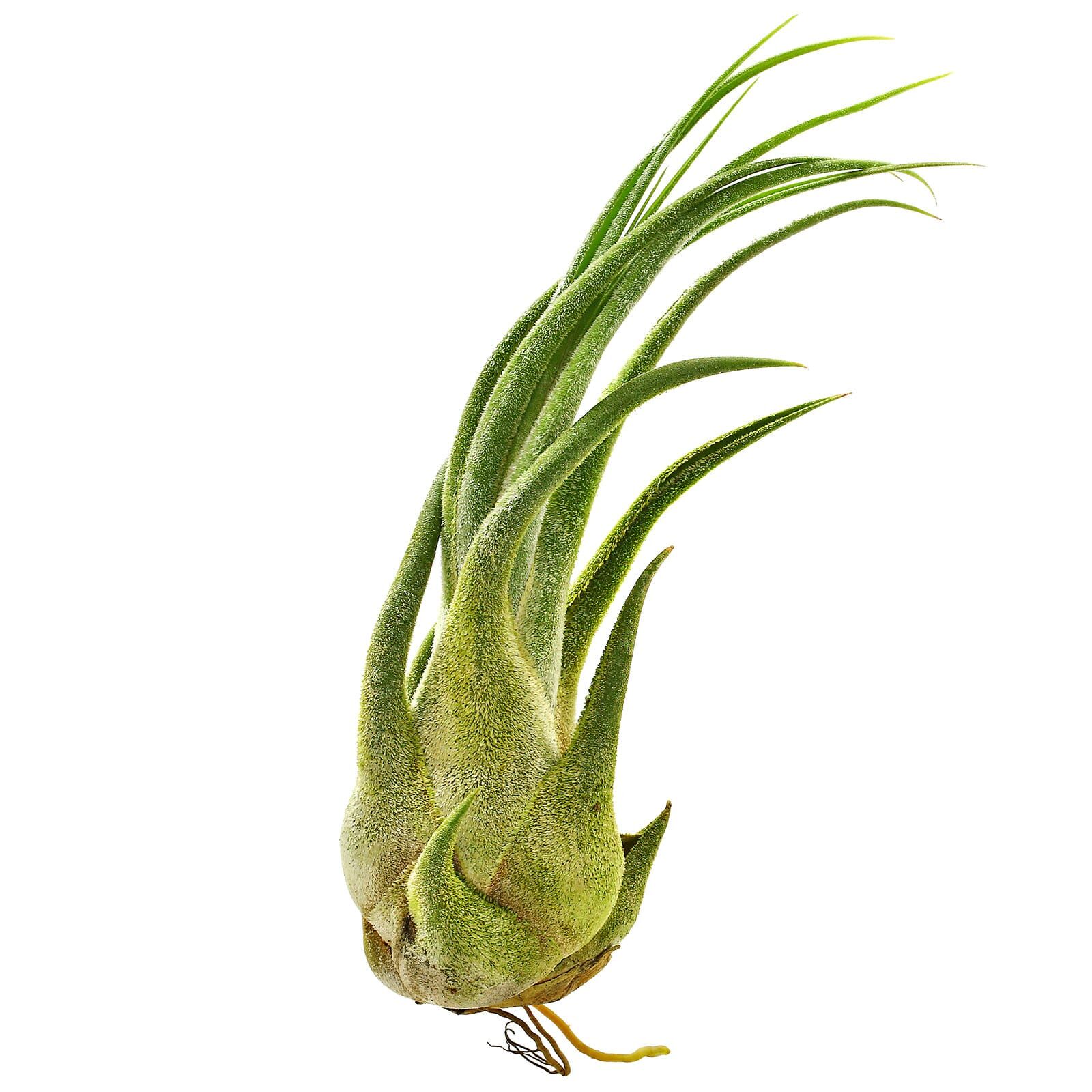 Tillandsia seleriana | Aquasabi - Aquascaping Shop