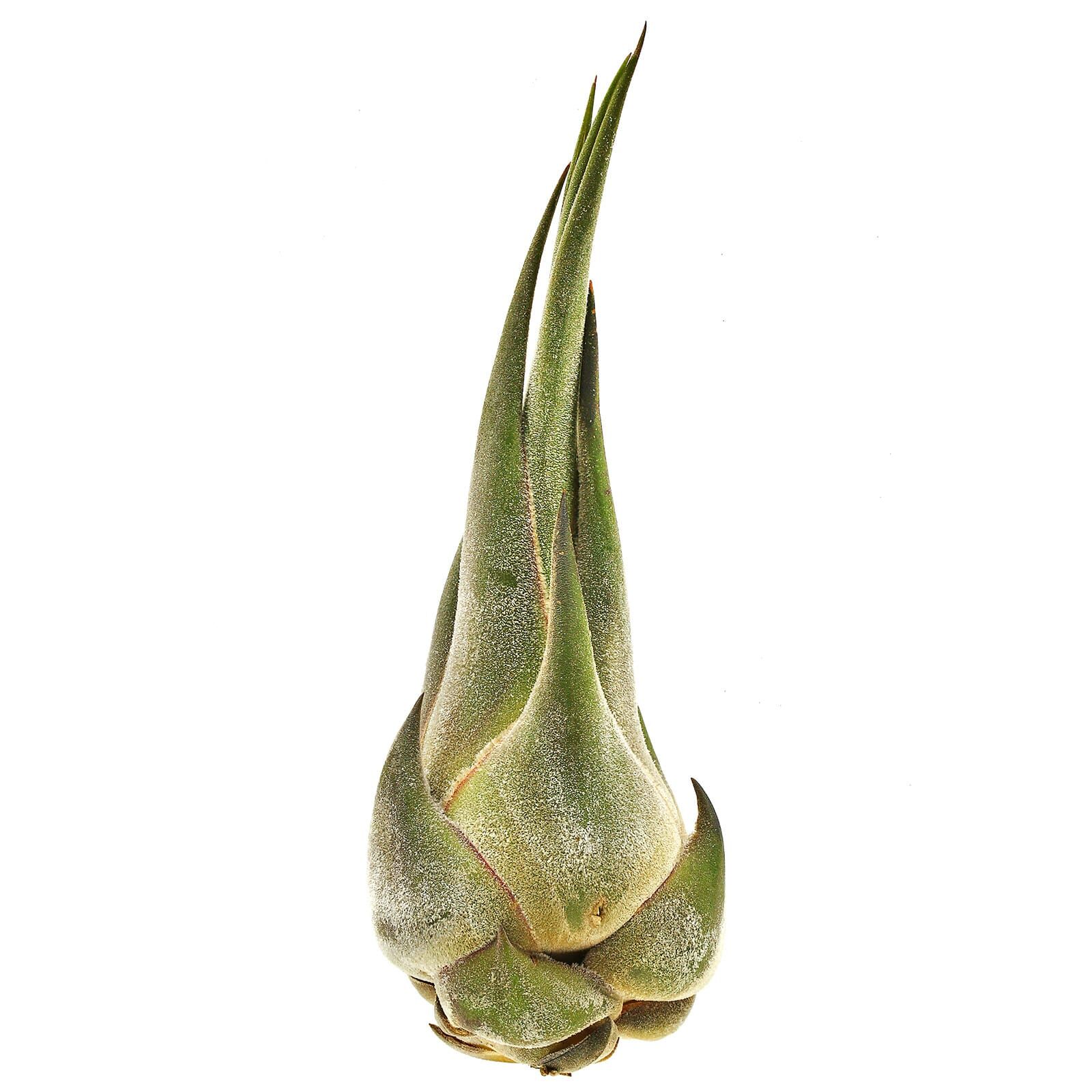 Tillandsia seleriana - Single plant - M | Aquasabi - Aquascaping Shop