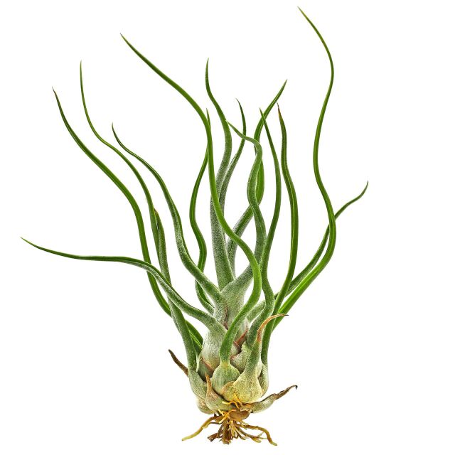 Tillandsia 'Showtime'