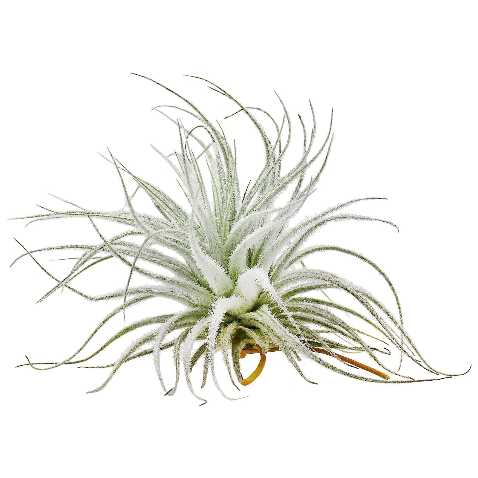 Tillandsia tectorum "Snow"