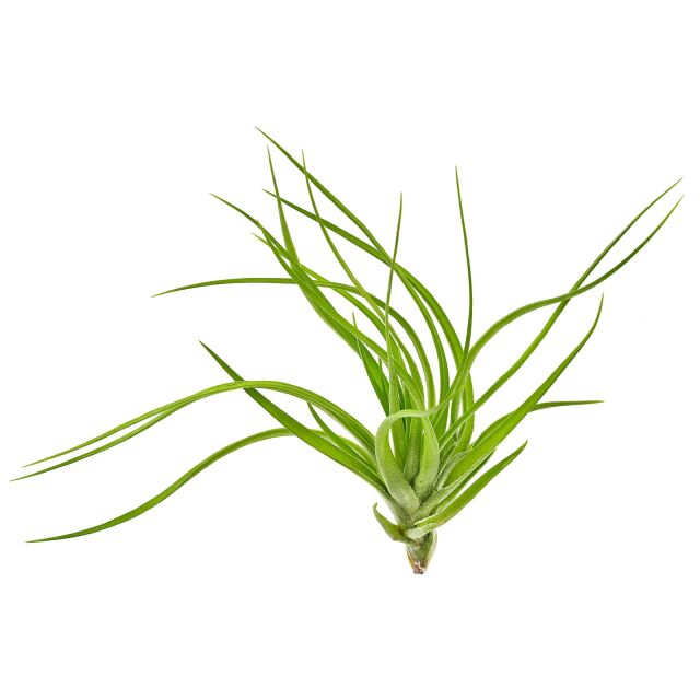 Tillandsia tenuifolia