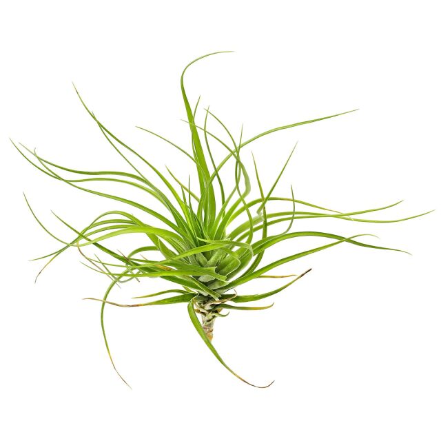 Tillandsia tenuifolia