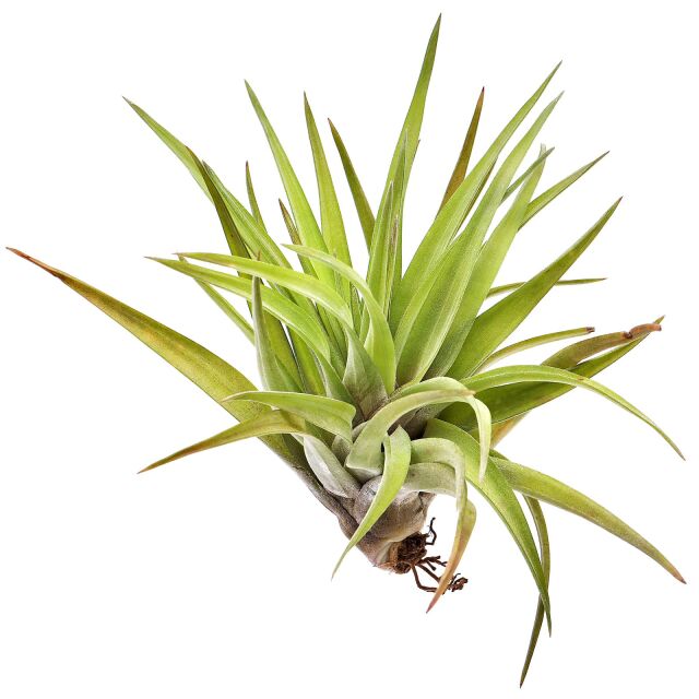 Tillandsia velutina