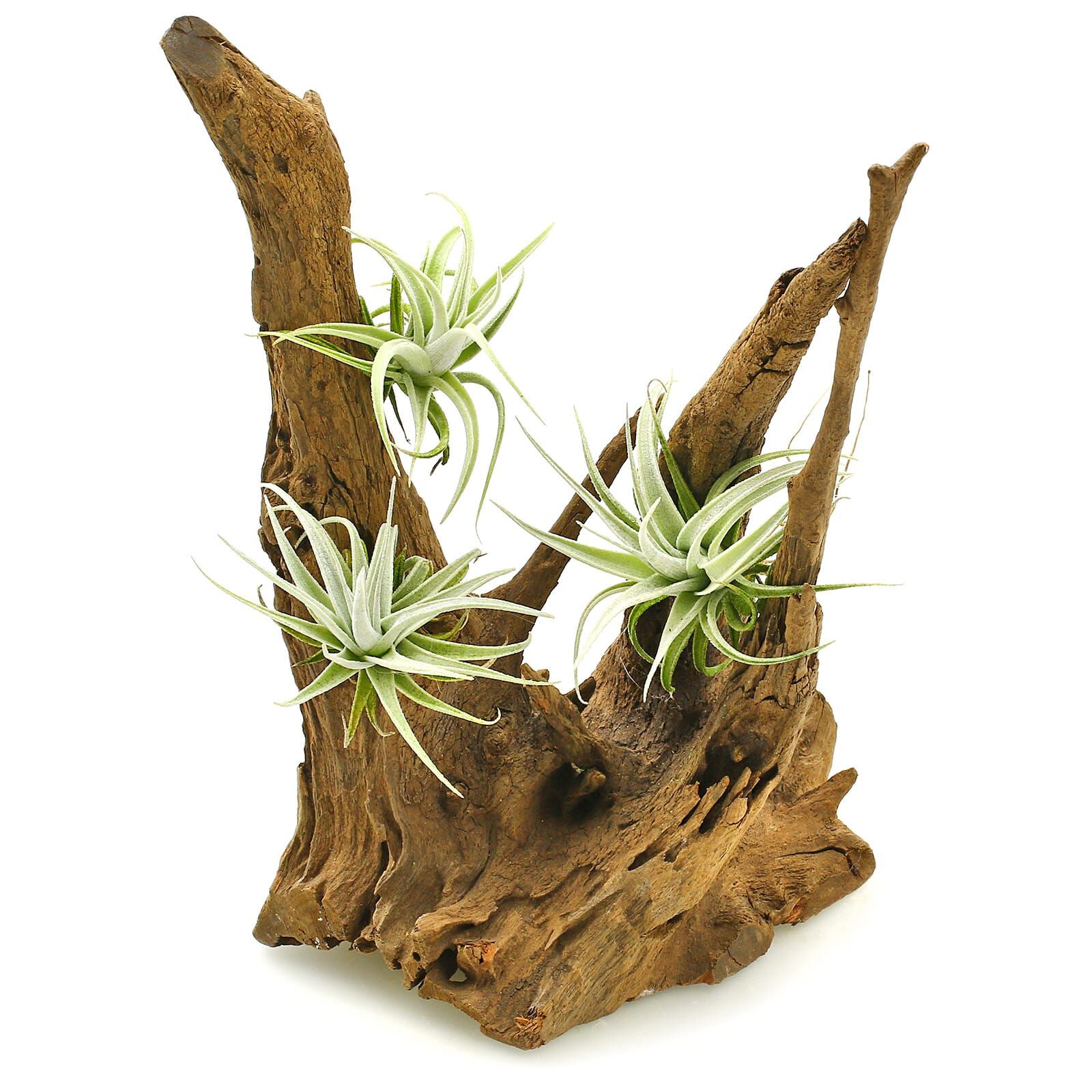 Tillandsia leonamiana