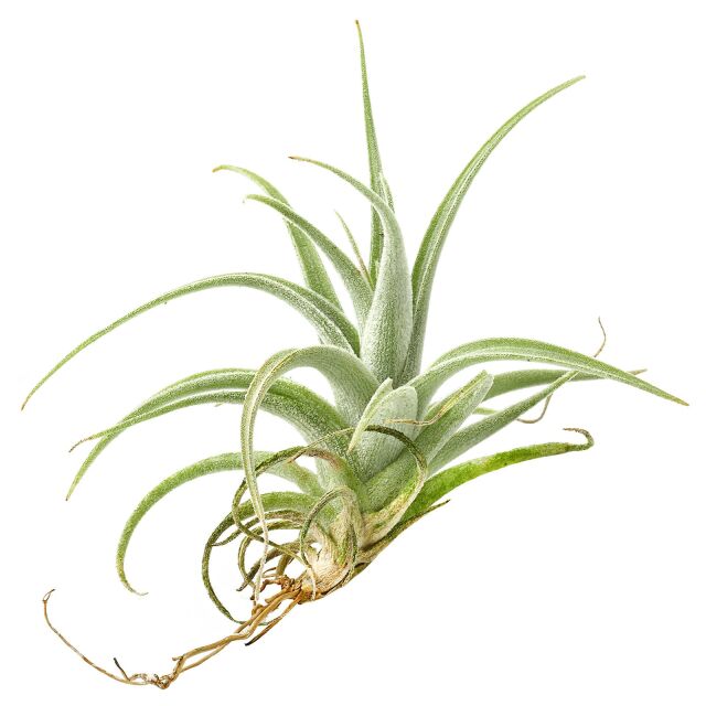 Tillandsia leonamiana