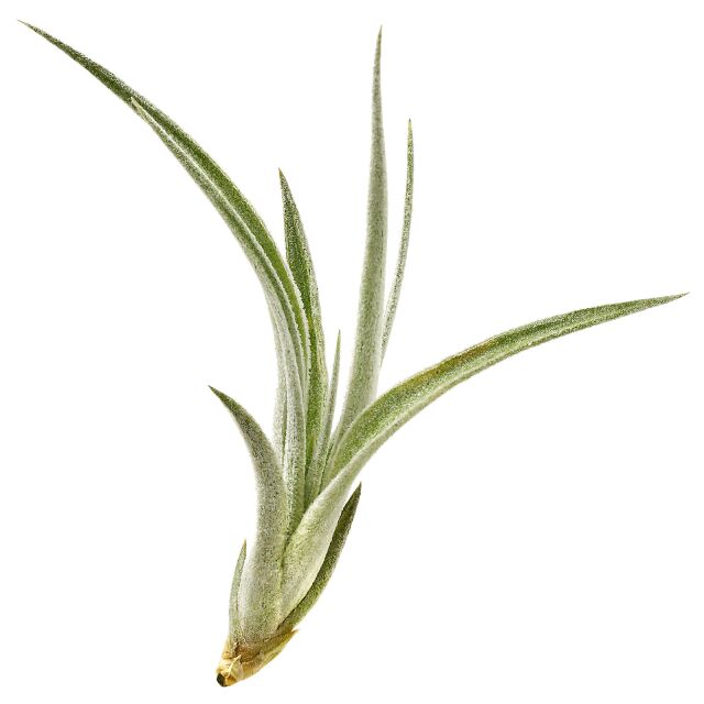 Tillandsia lorentziana